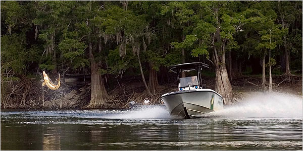 A few boaters have encountered sturgeon collisions