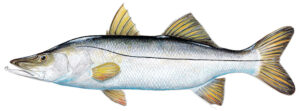 COMMON-SNOOK