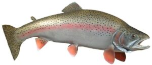 alaska rainbow trout