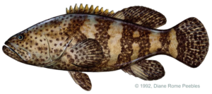 Grouper Goliath