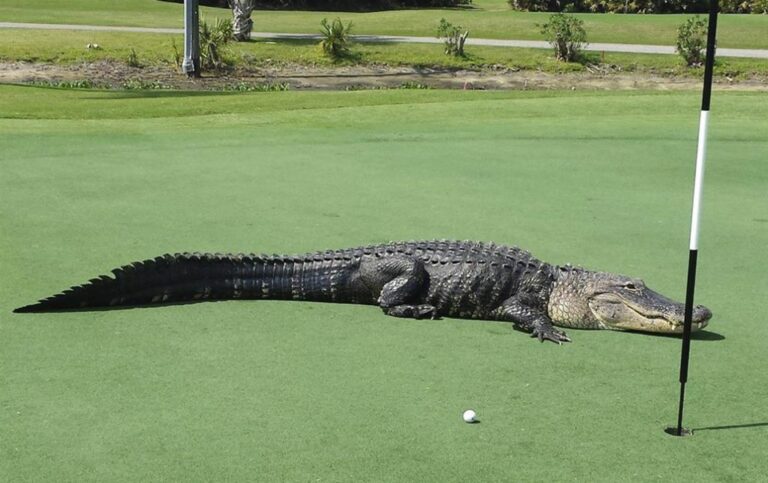Gators on the Golf Course