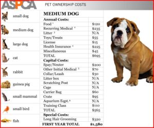 medium-dog1