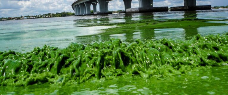 Toxic Algae Bloom in Florida