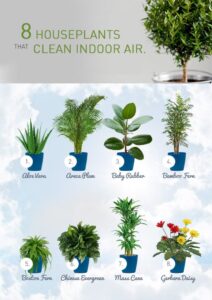 plants