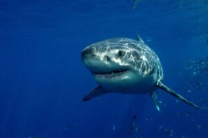 GW shark