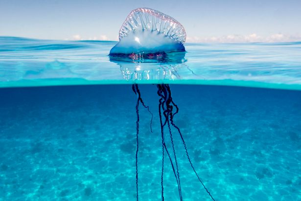 Thousands of Man-of-Wars take over Florida beaches