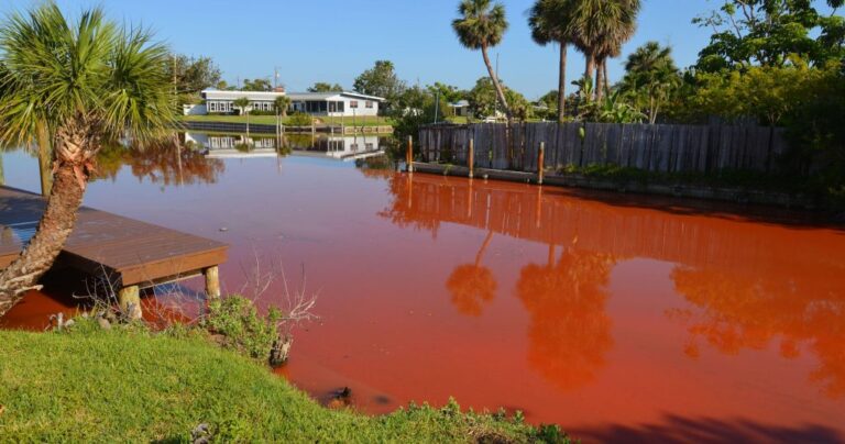 Algae Plagues Florida Beaches and Waterways