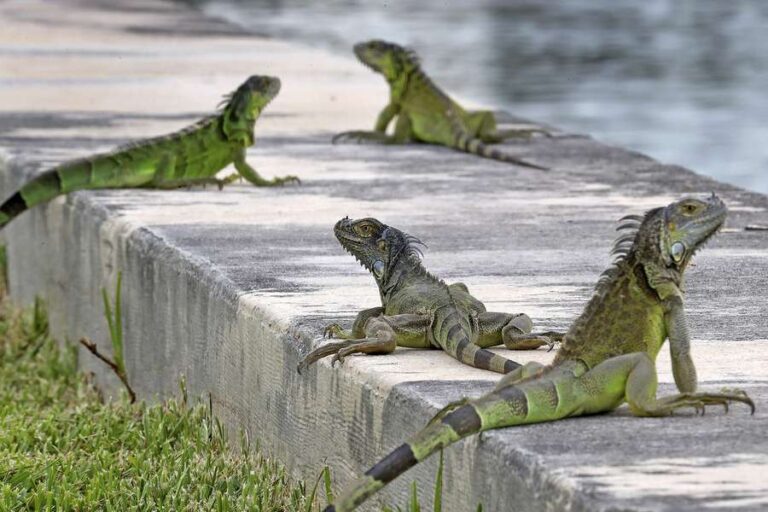 Iguanas Overrun Florida
