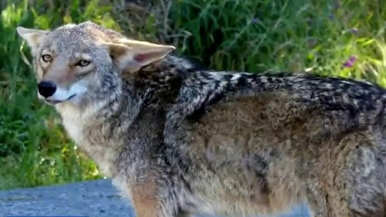 Florida’s Growing Coyote Population