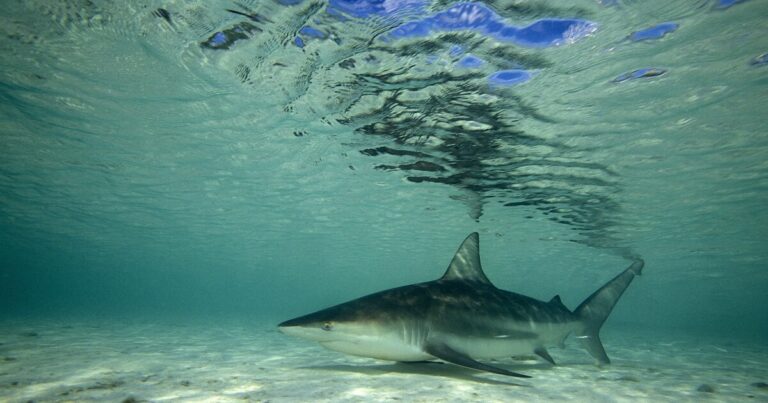 Florida is the Shark Bite Capital