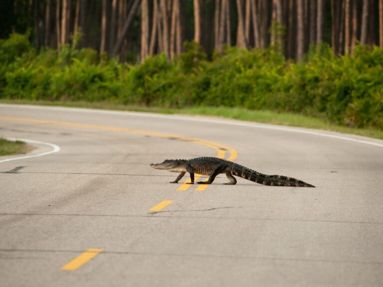 Watch Out for Alligators and Crocodiles